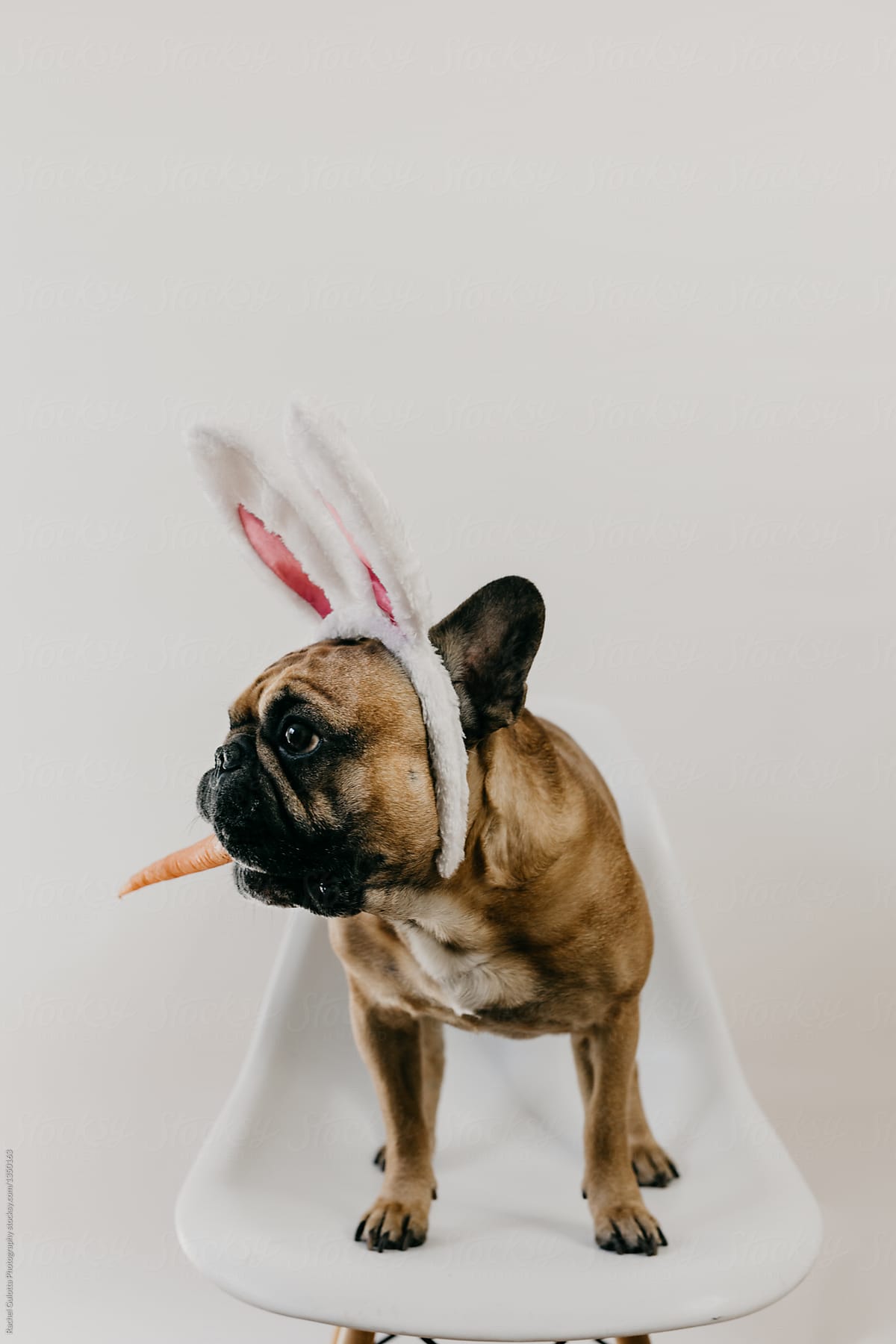 French Bulldog Puppy Dog Wearing Easter Bunny Ears