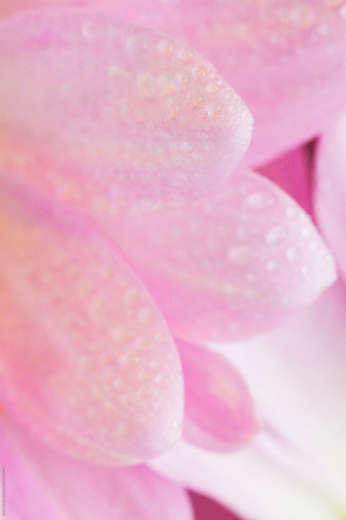 Water drops on pink daisy petals, macro