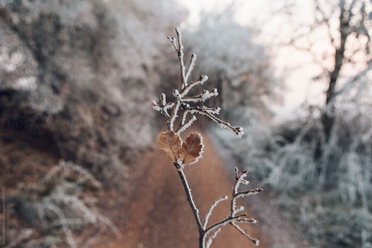 Frozen leave in a branch