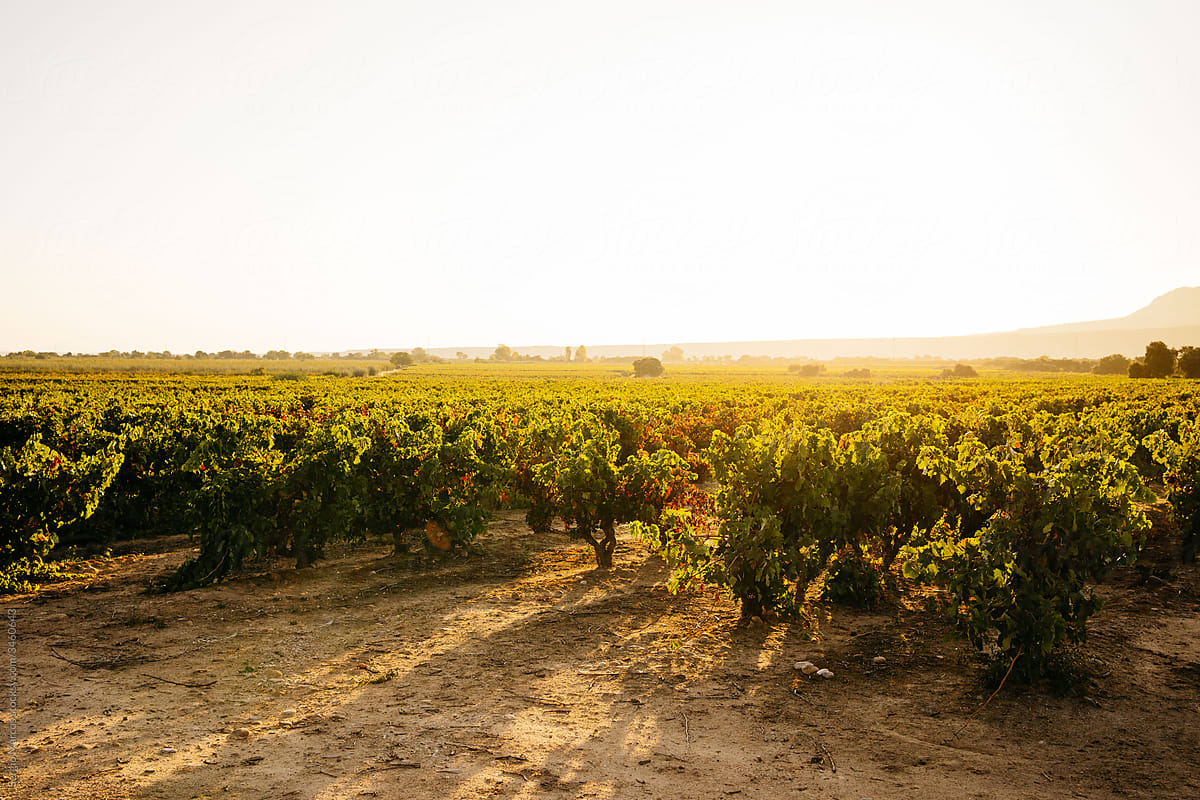 Wide shot of empty vineyards in La Rioja at sunrise