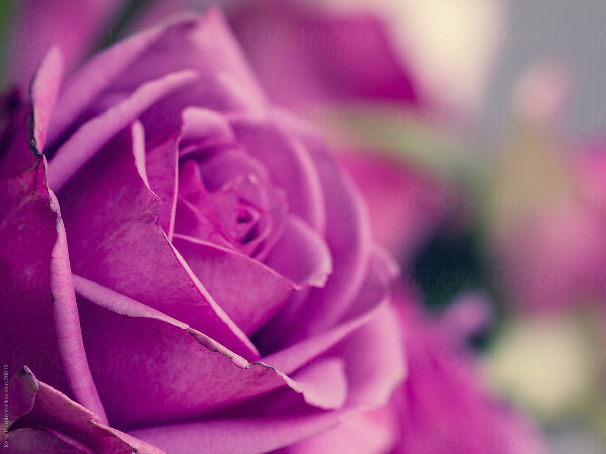 Macro Of Rose Bloom By Stocksy Contributor Kerry Murphy Stocksy