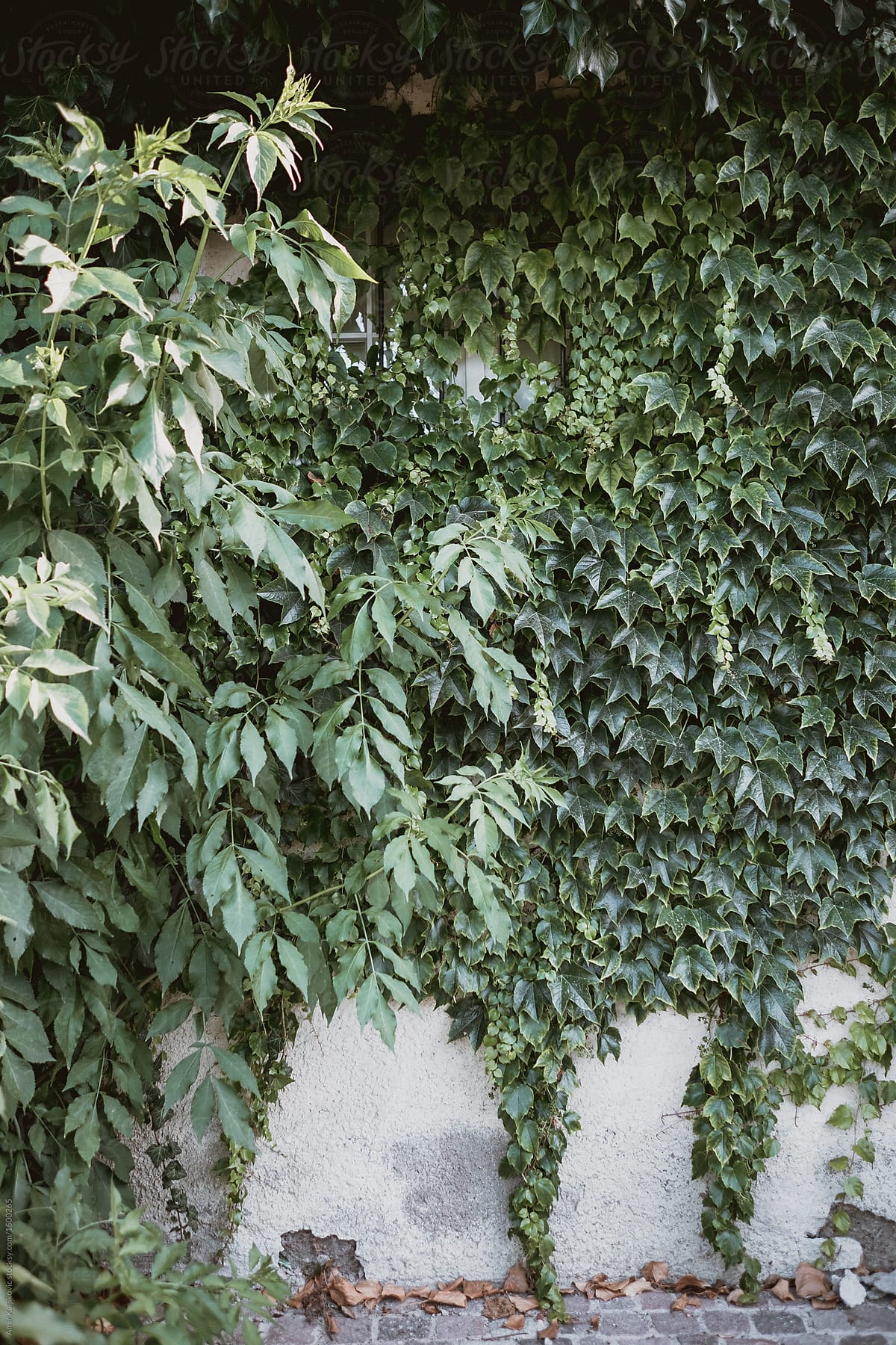 Side view of a cement wall covered with plants