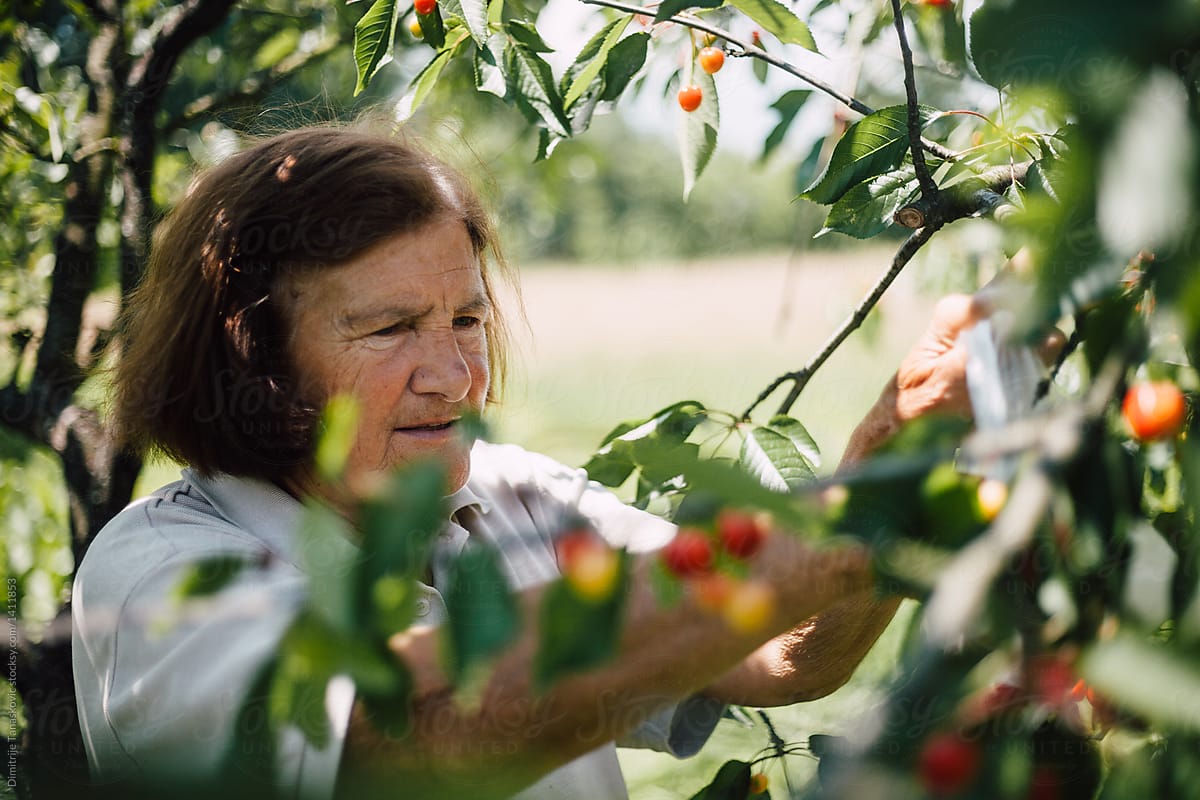 Smiling Senior Woman Picking Cherries.