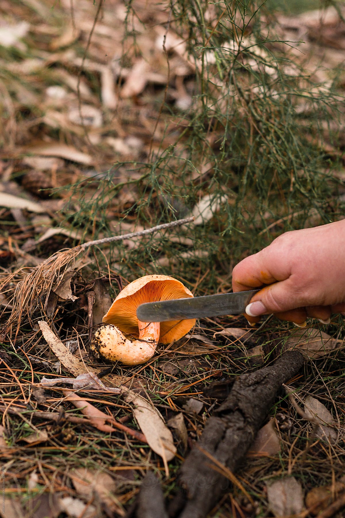 woman with knife cutting stem of foraged pine mushroom