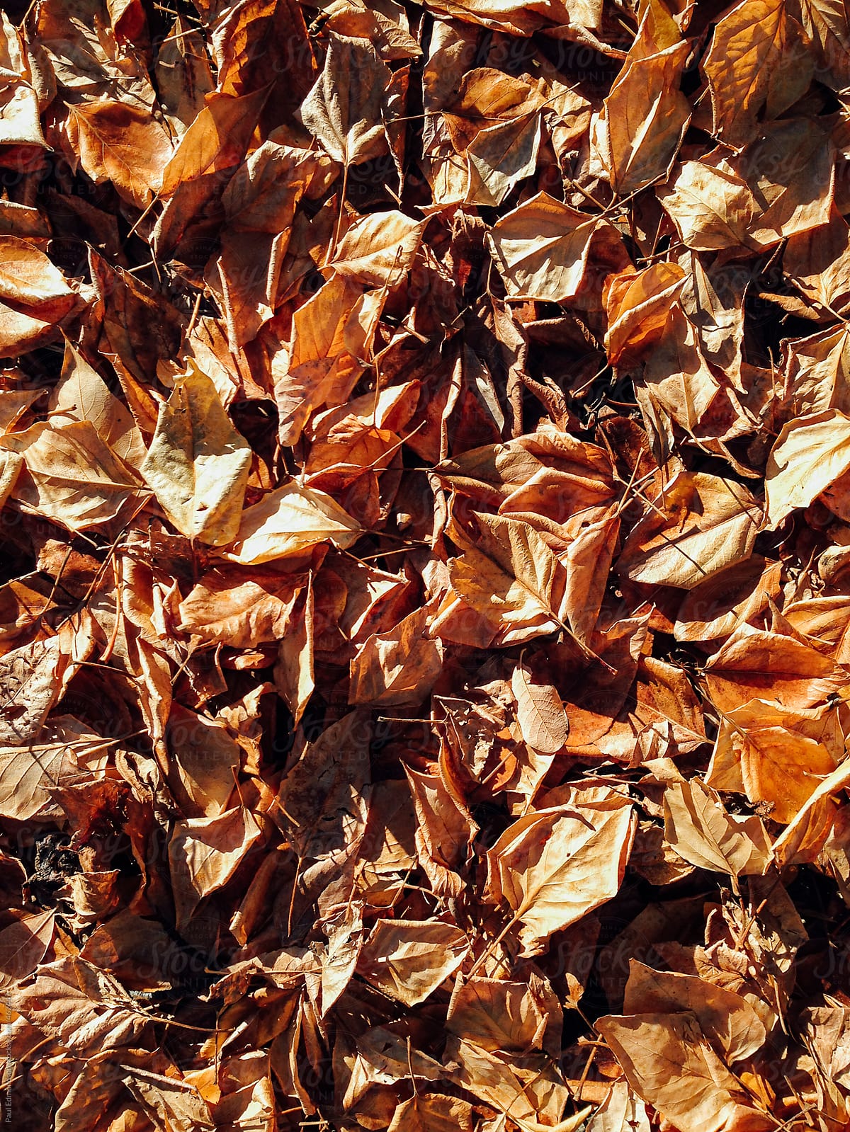 Pile of cottonwood leaves in autumn