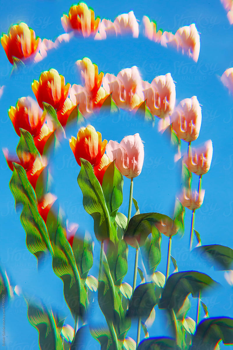 Pink and red Kaleidoscope Tulips over blue sky with green leafs