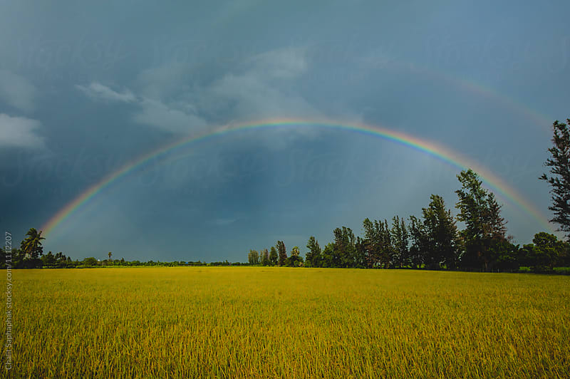 Rainbow on the rice field.