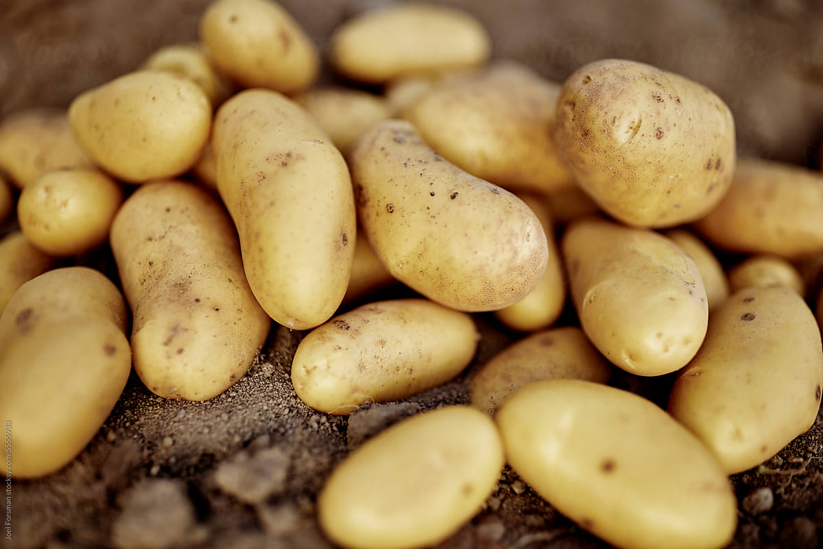 close up of potatoes