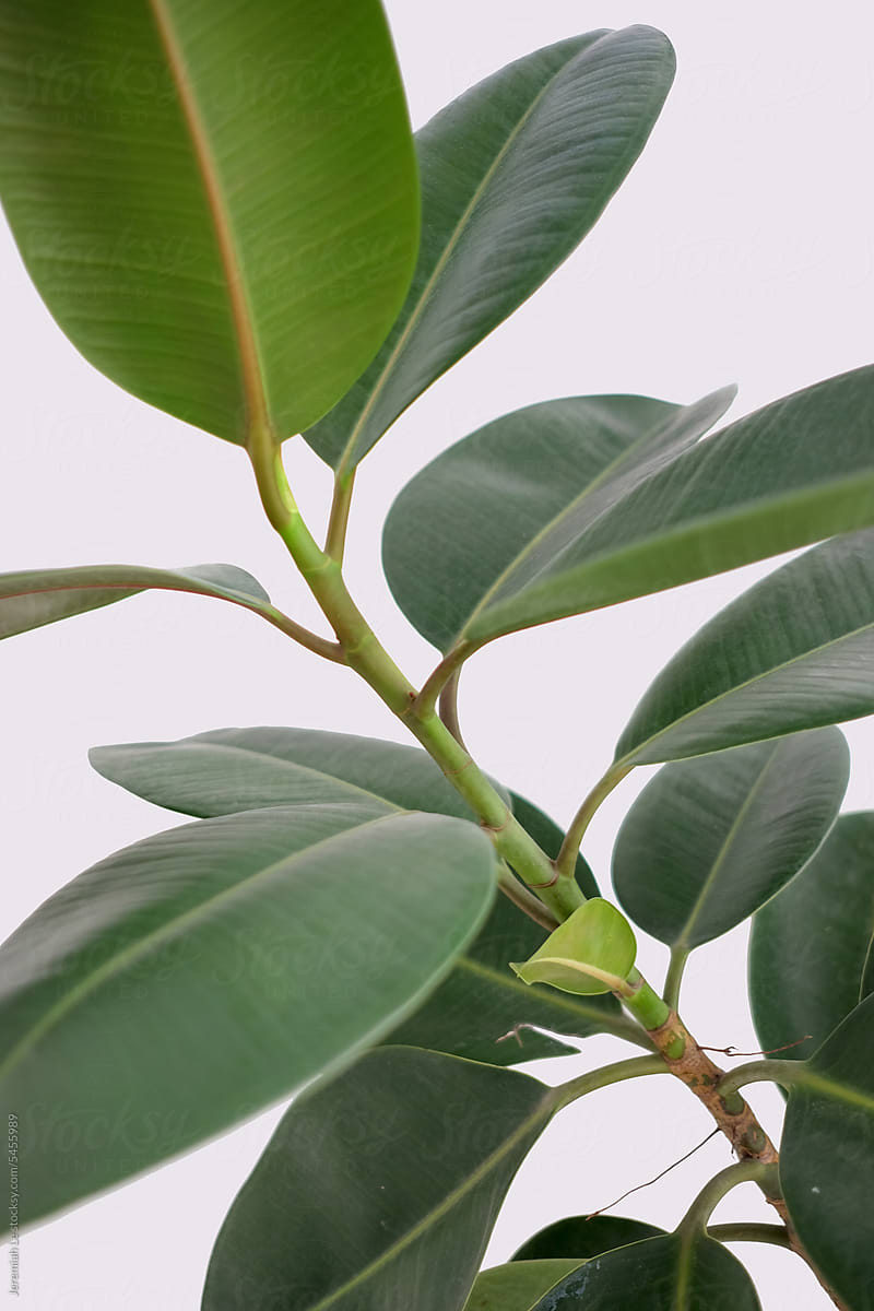 Details of houseplant the rubber tree