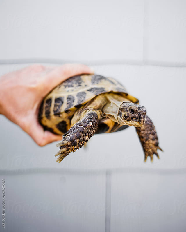Person Holding A Tortoise