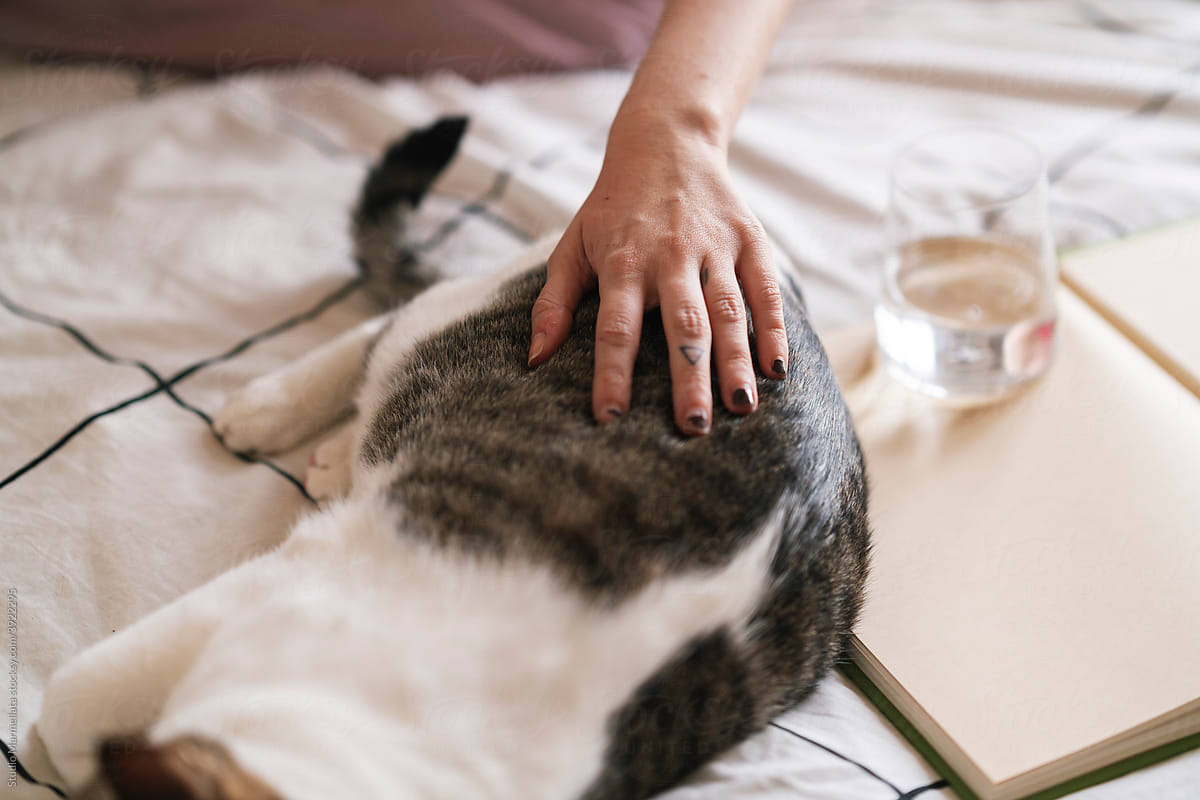 Crop faceless woman stroking sleeping cat on bed