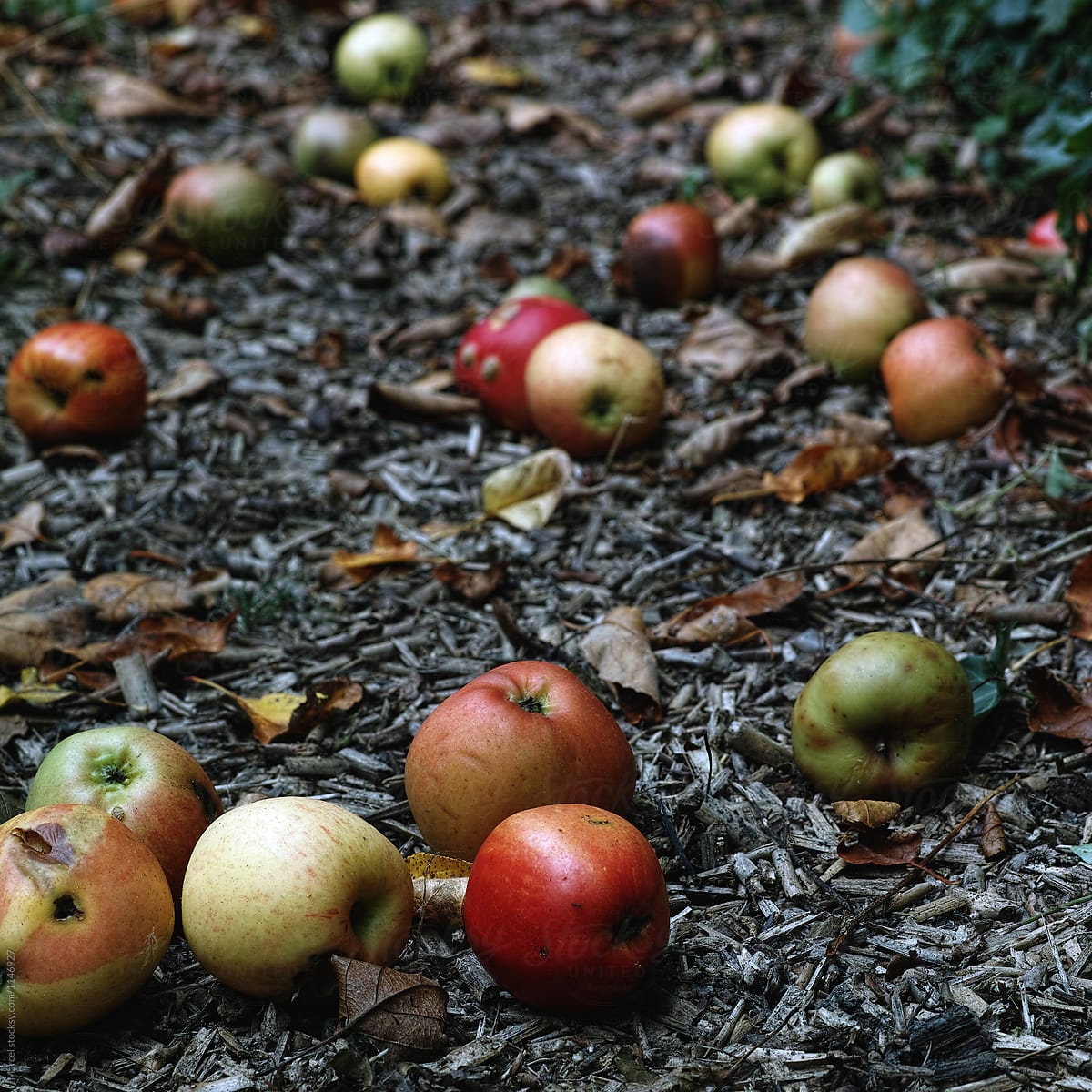 Fallen apples on a garden path