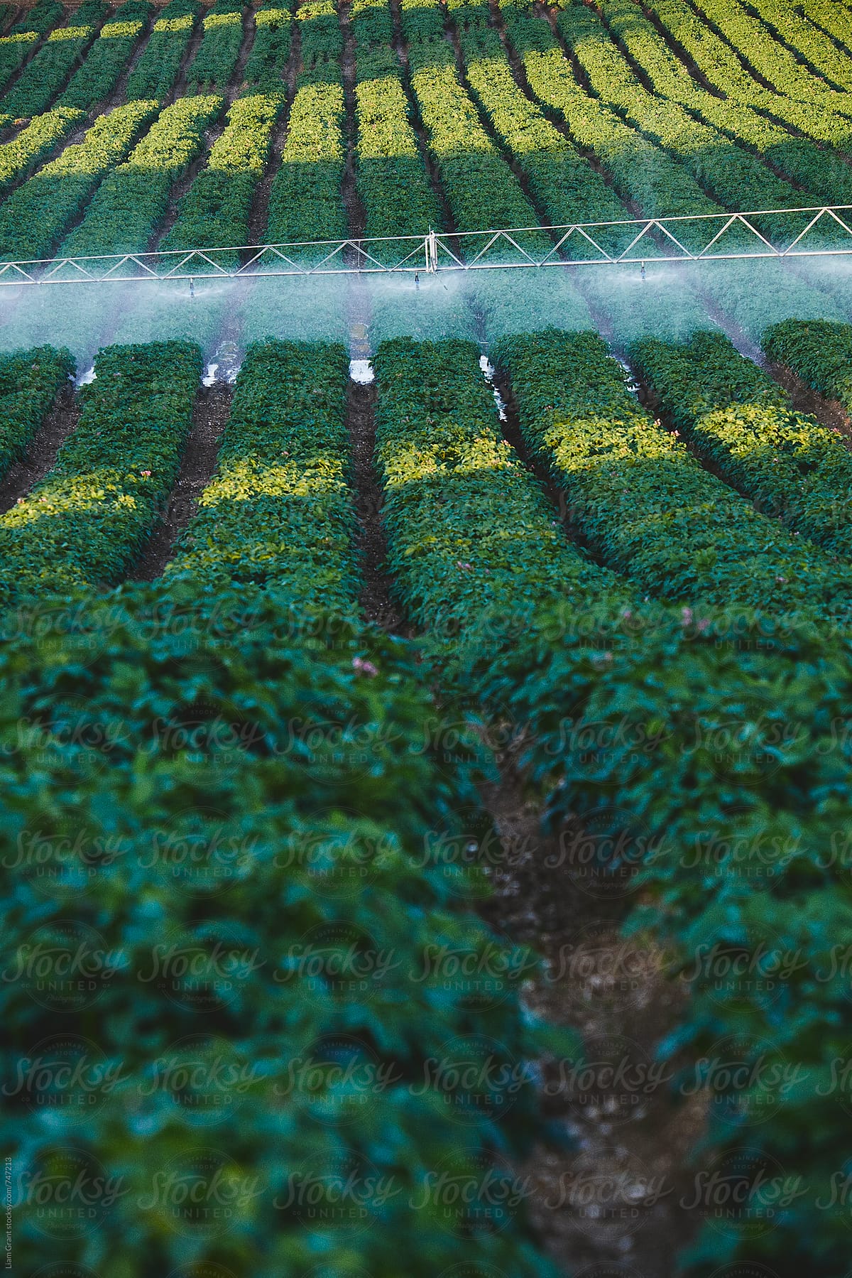 Irrigation system watering rows of potato plants at sunset. Norfok, UK.