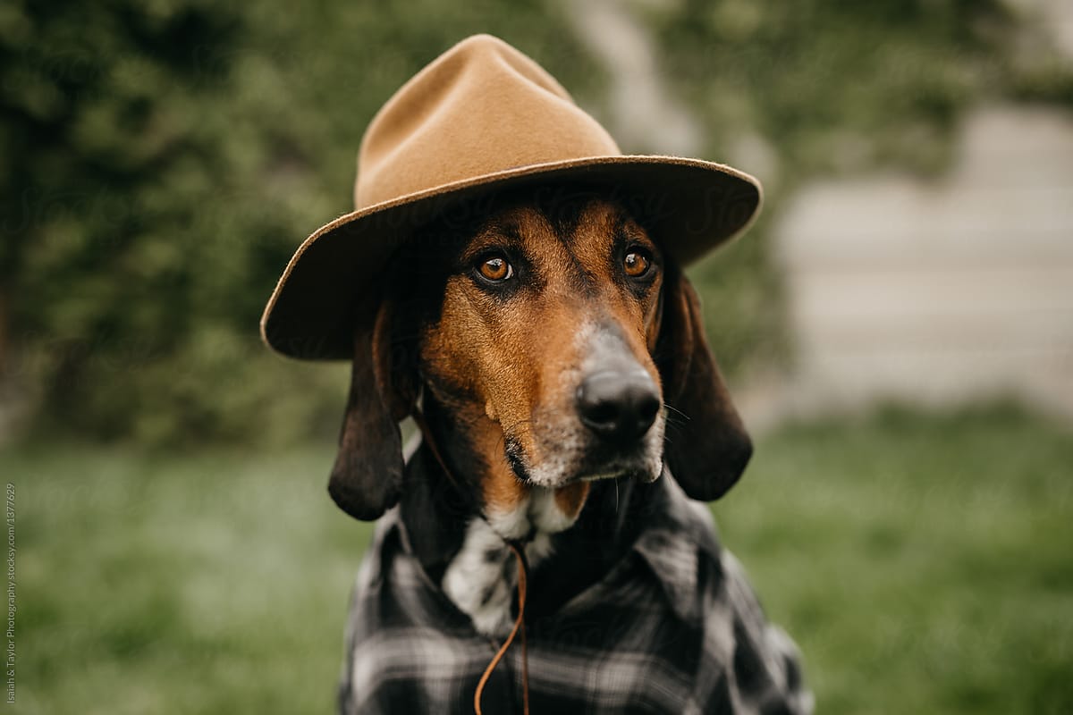 Dog dressed up