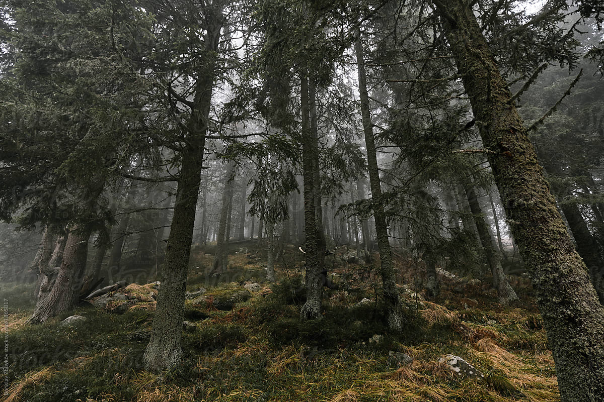 Tall trees in foggy forest