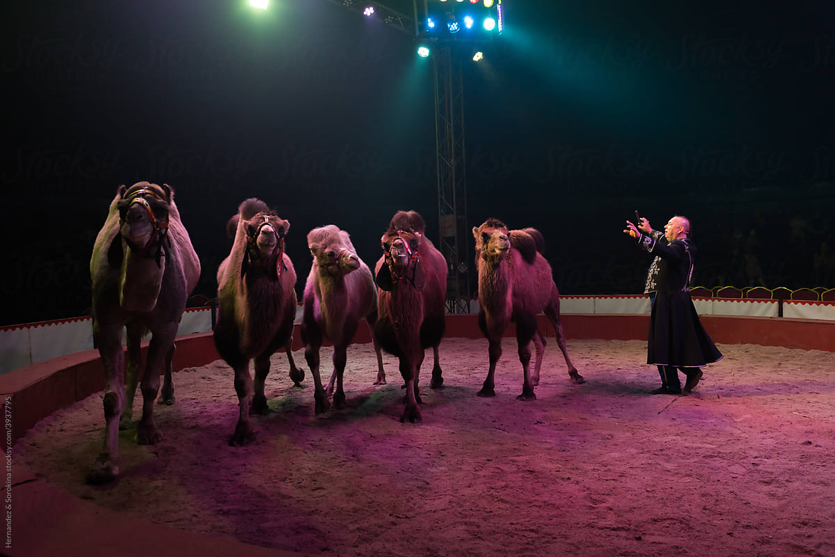 Circus Performance With Camels
