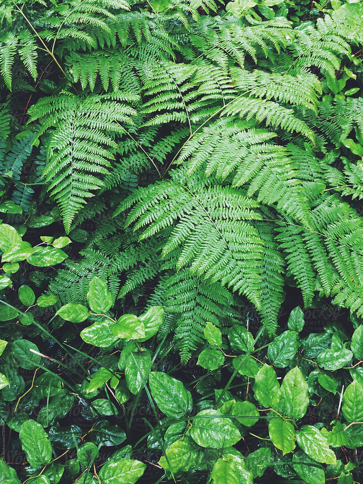 Various ferns and temperate rainforest plants