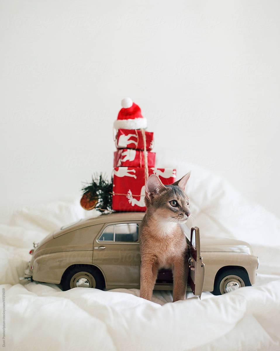 Little kitten near a toy car with a mountain of Christmas gifts.
