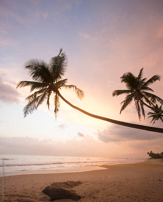 Sunset with palm trees, Sri Lankan beach. by Hugh Sitton - Stocksy United