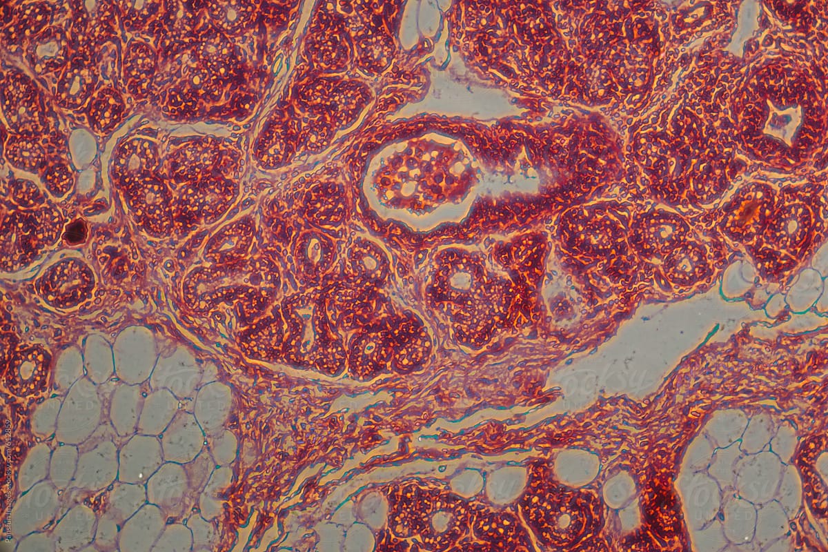 Adipose fat cell of animal pig.