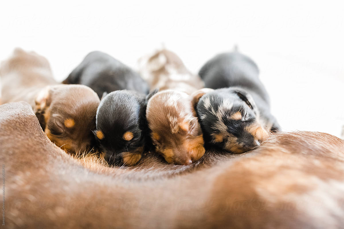 Litter of puppies drinking