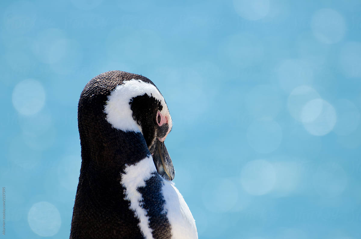 Portrait of Magellanic penguin