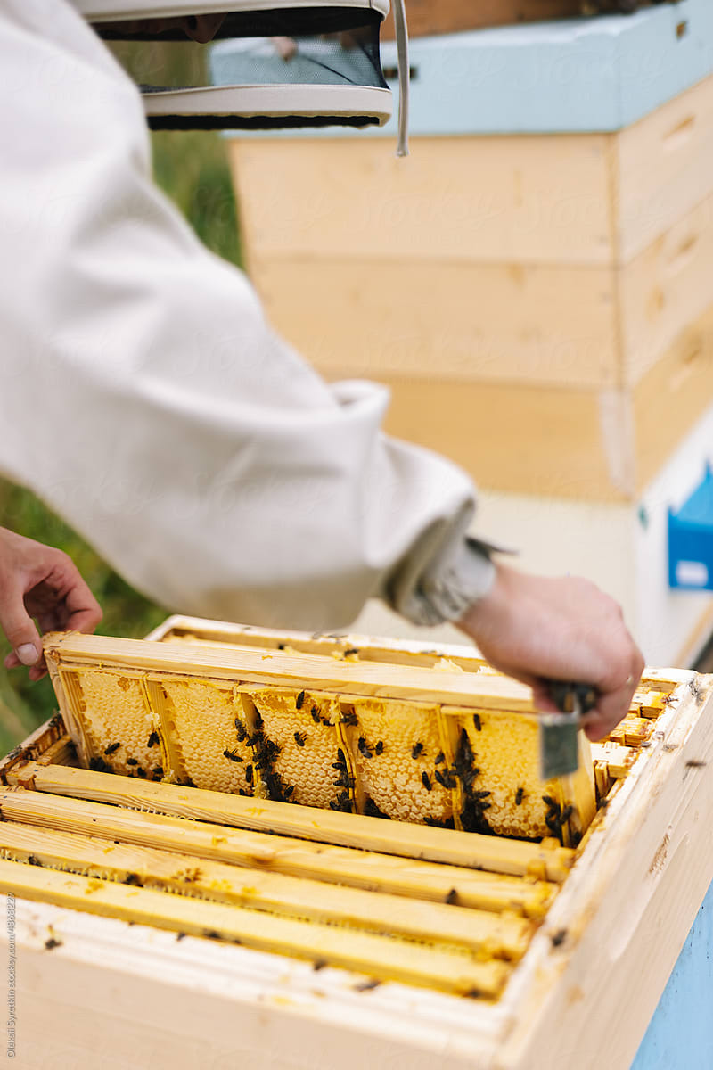 Anonymous agriculture job beehive