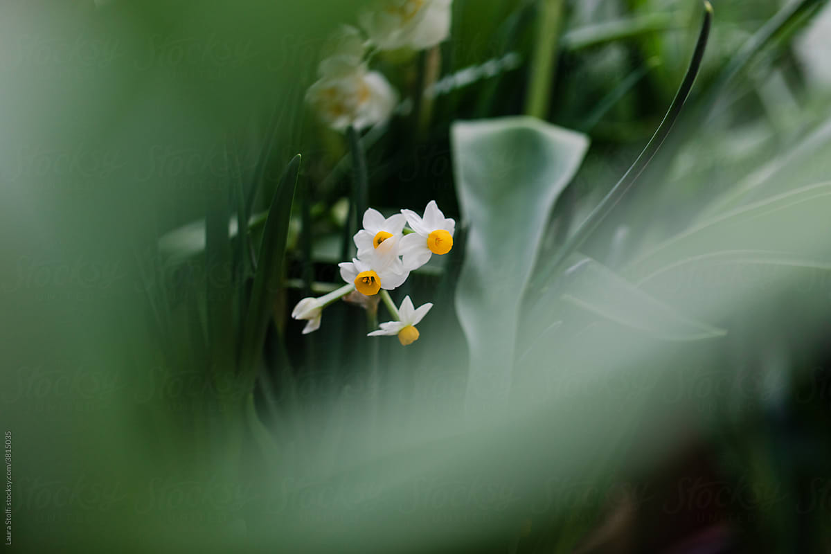 Narcissus Canaliculatus in flower