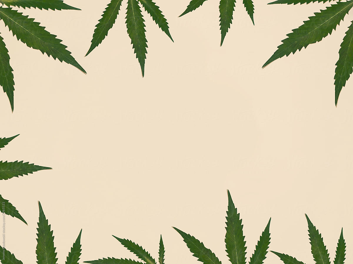 Cannabis Leaf Copy Space