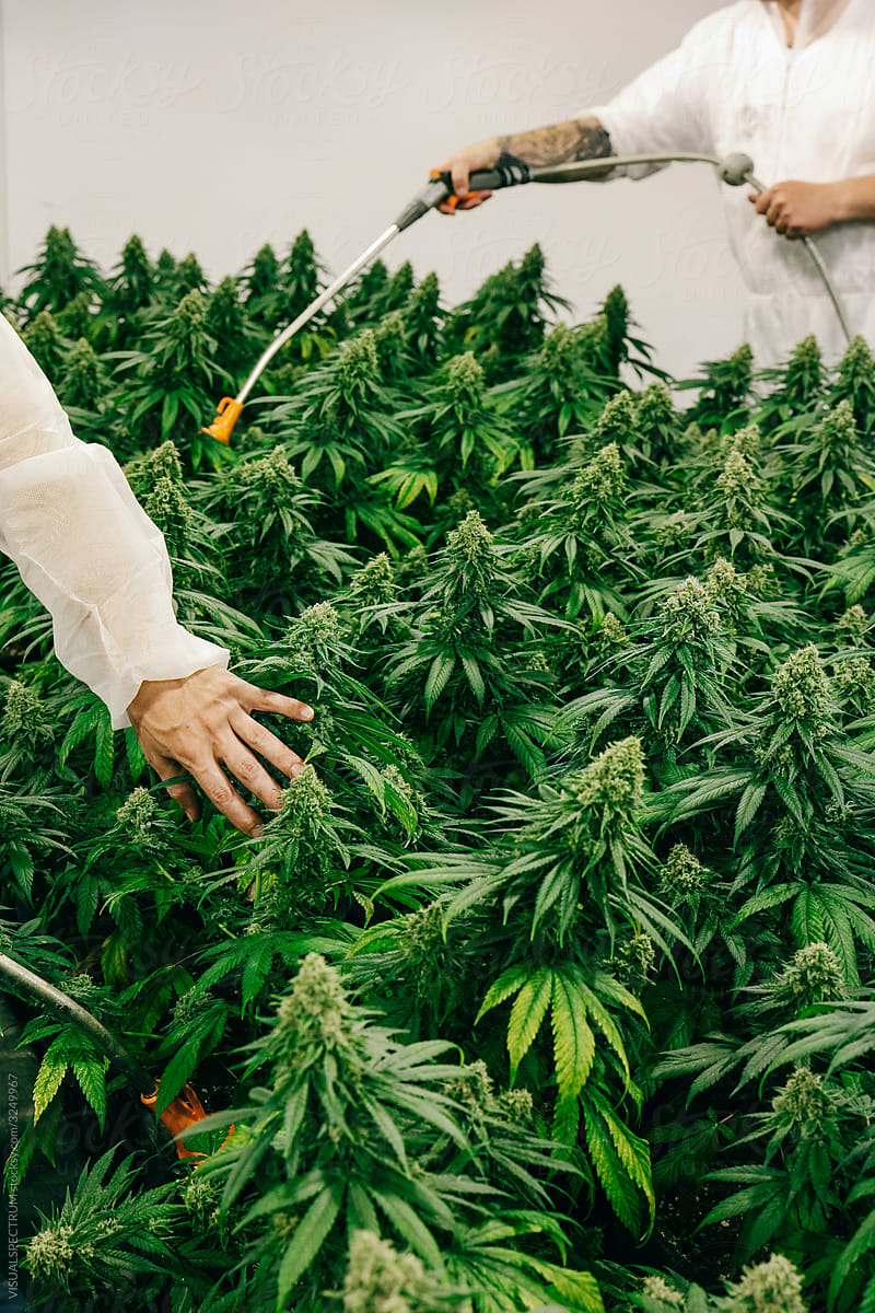 Anonymous Men Lovingly Watering Indoor Cannabis Plants