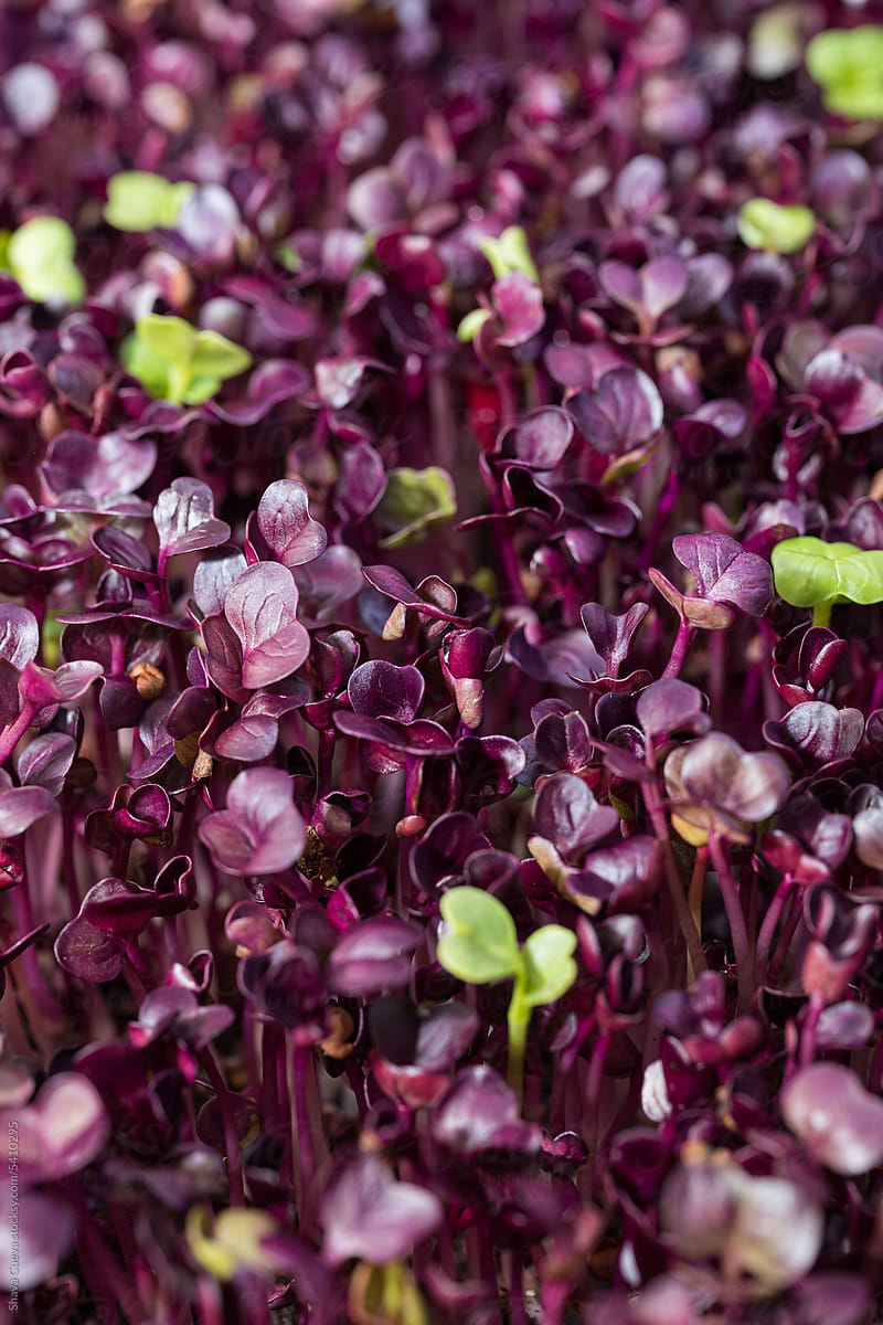 Closeup of purple and green radish sprouts leaves