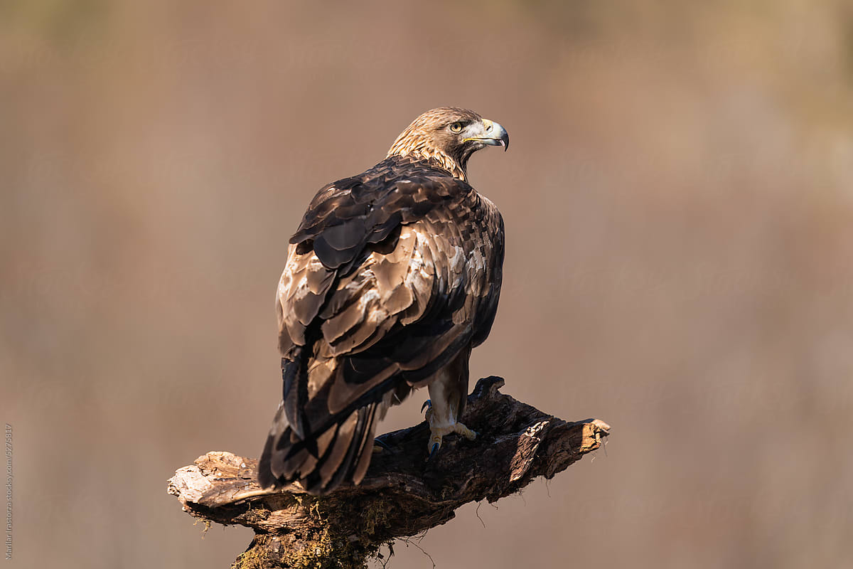 Golden Eagle (Aquila Chrysaetos) On Profile