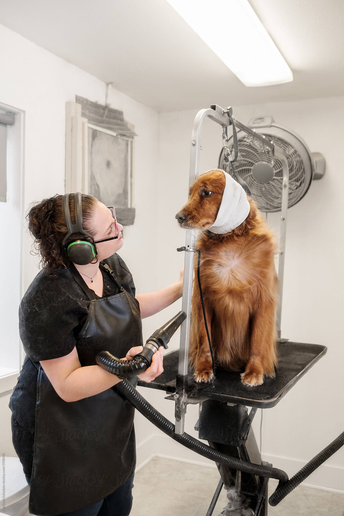 Small Business Pet Groomer Drying a Dog With Fan After Bath