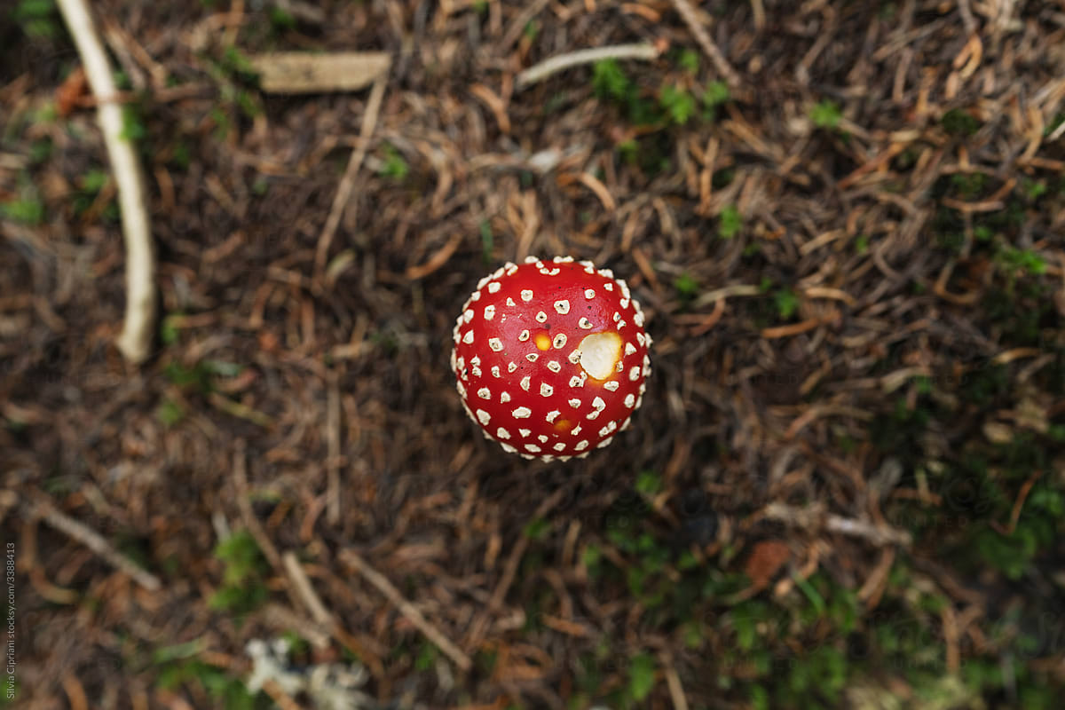 Amanita muscaria toxic mushroom in the undergrowth