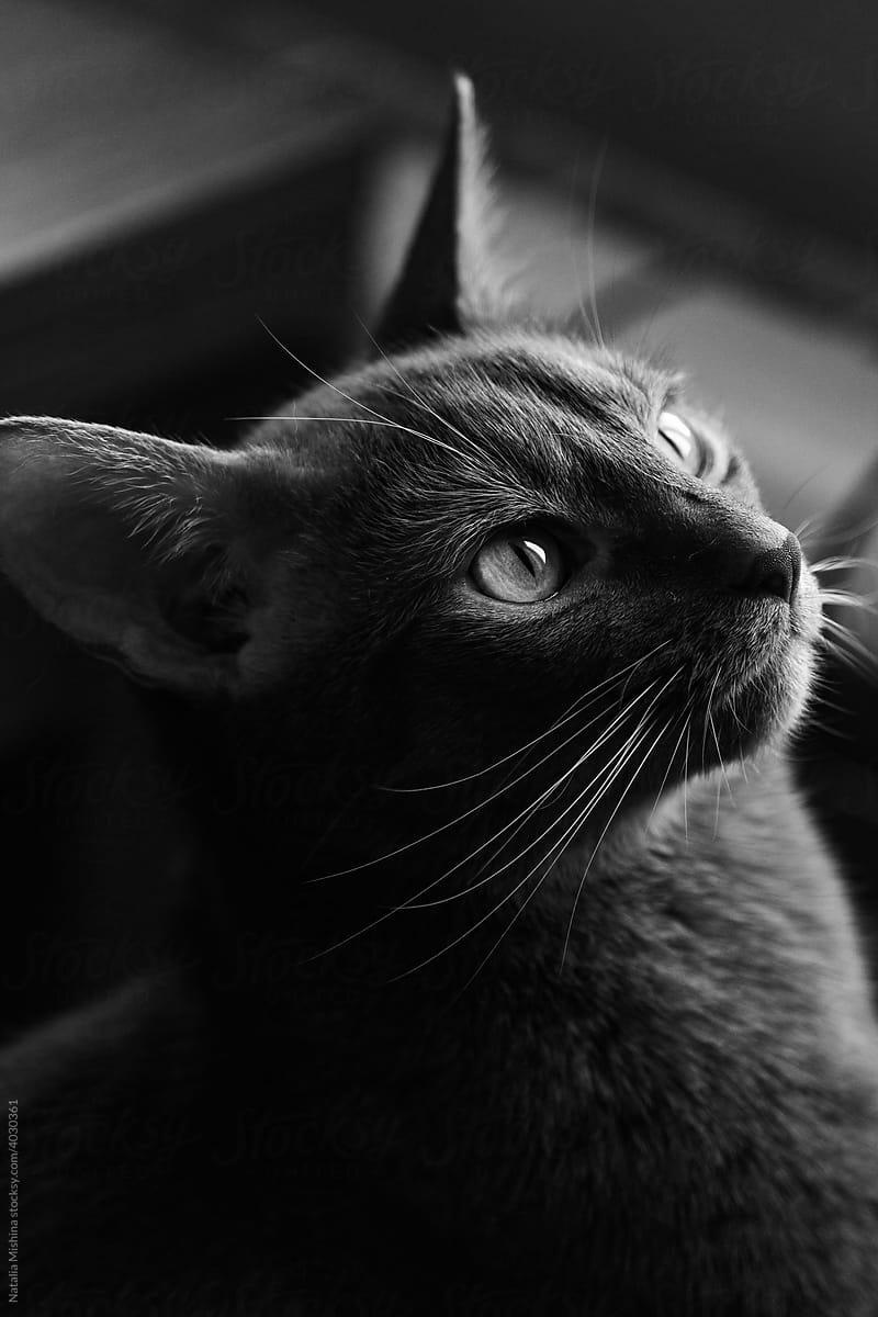 Monochrome portrait of a cat.
