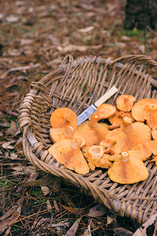 vintage basket with foraged pine mushrooms