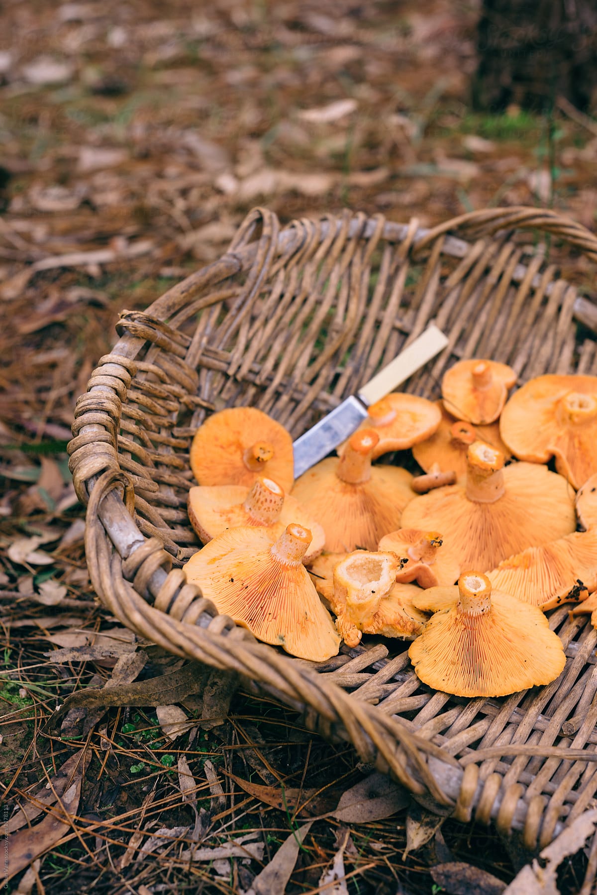 pine mushrooms