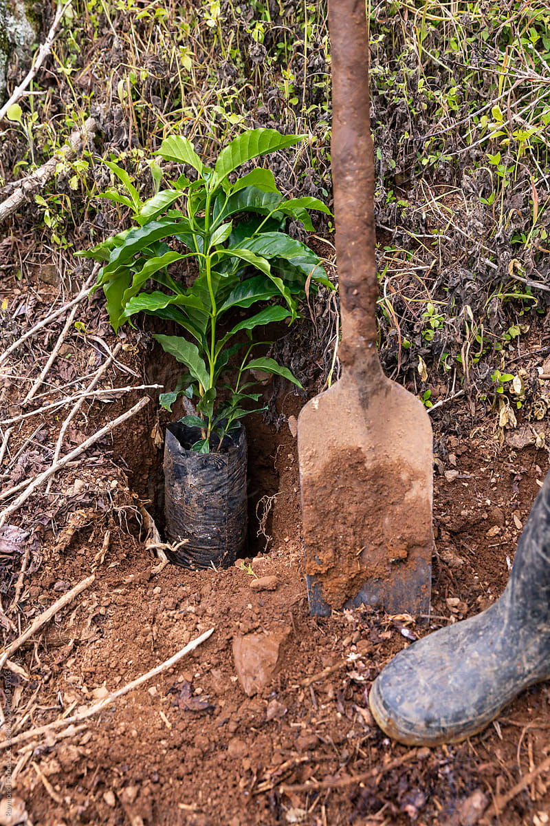 Sapling coffee plant seedling at coffee farm plantation in Costa Rica