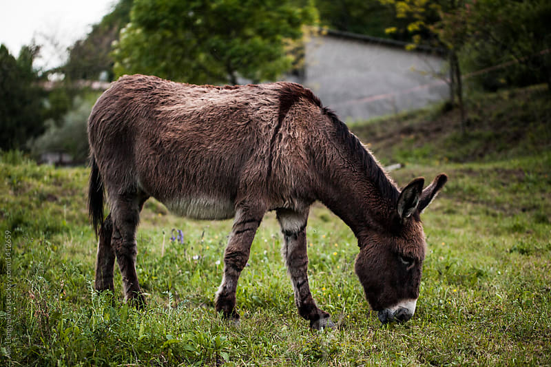 Detail of Lovely Donkey in Field | Stock Images Page | Everypixel
