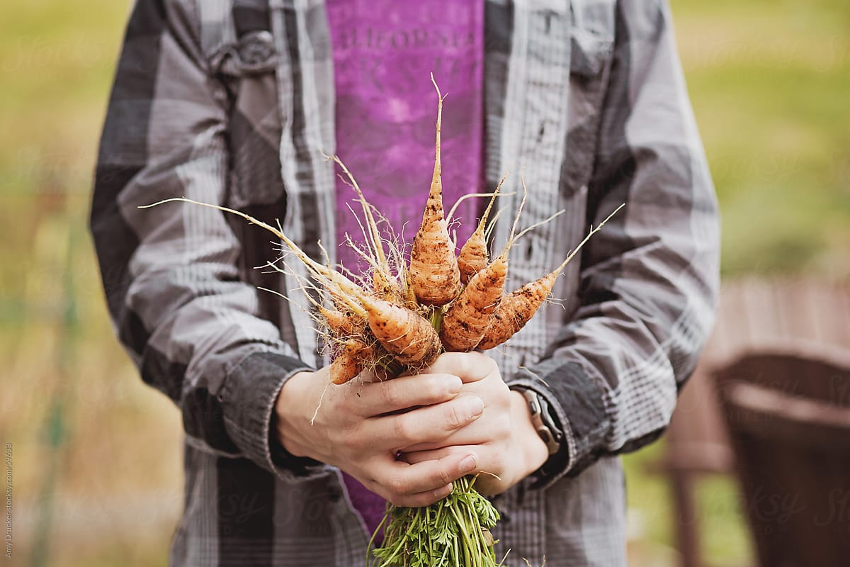Freshly PIcked Carrots in a Young Boy\'s Hands
