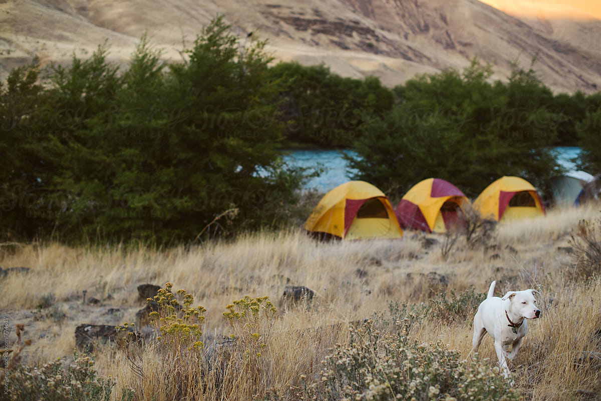 White dog patrols a river camp site with tents set up in background.