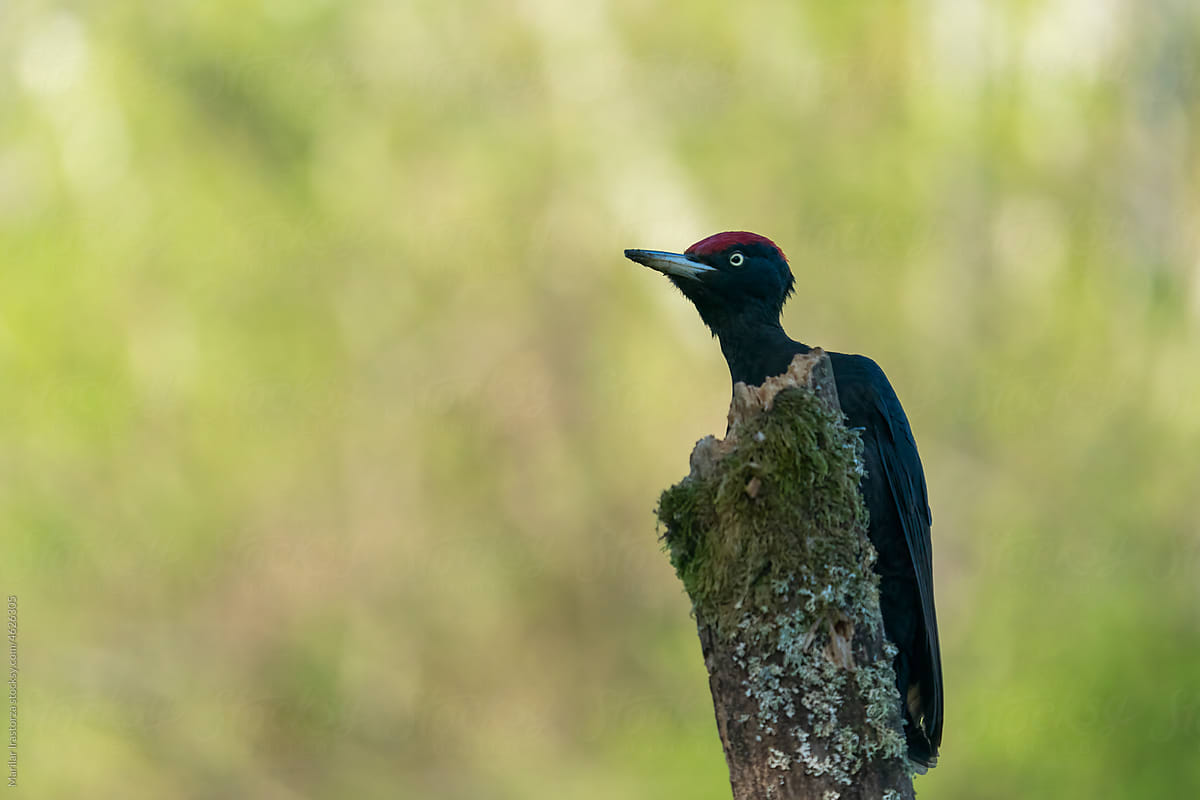 Beautiful Male Black Woodpecker Perched On A Branch