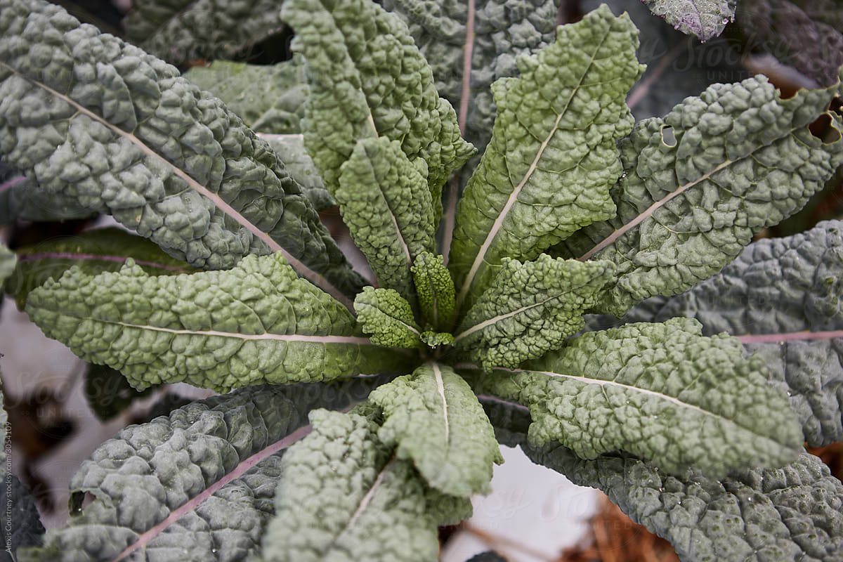 Kale plant