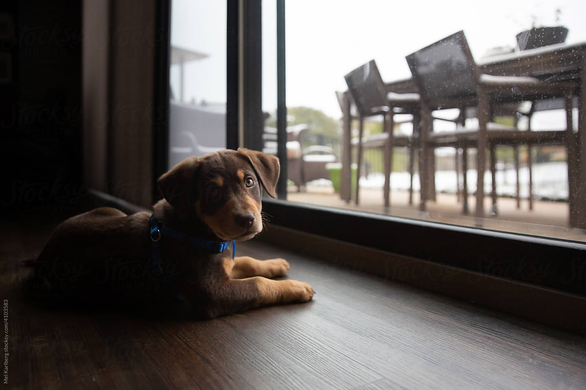 Hound puppy sitting at sliding glass patio door
