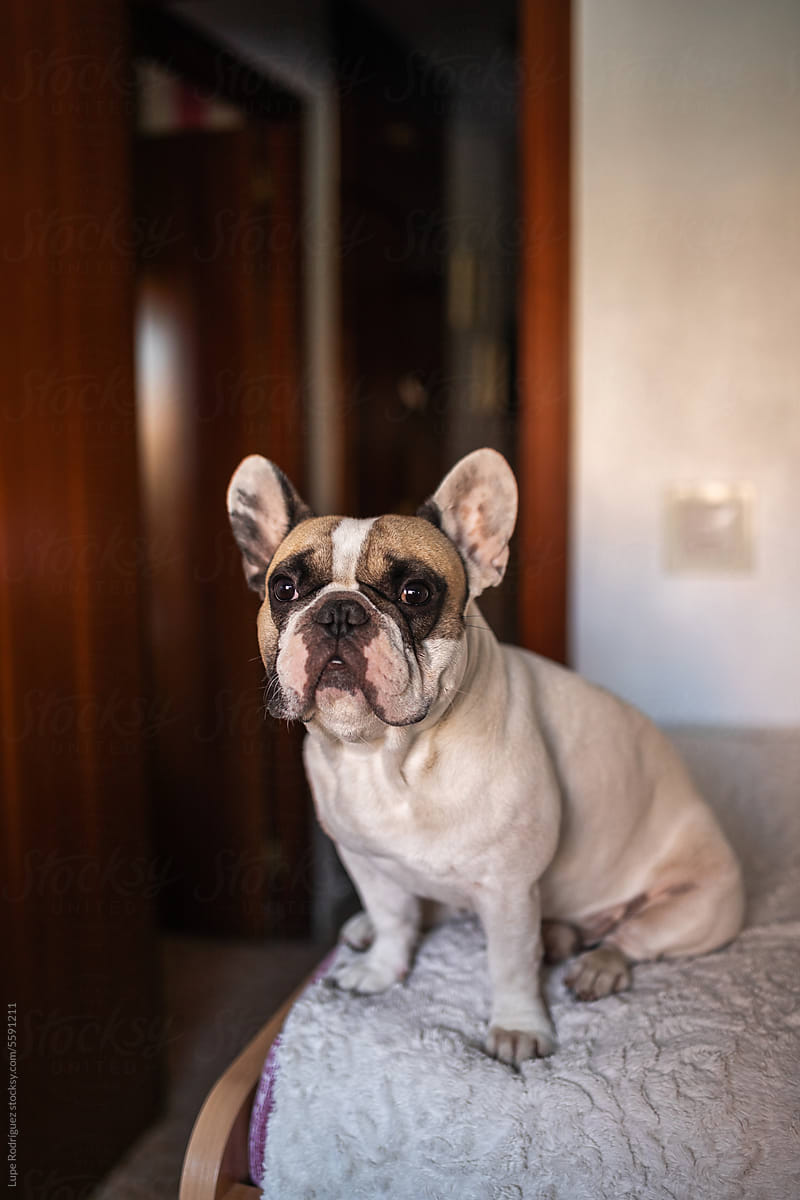 french bulldog dog portrait at home