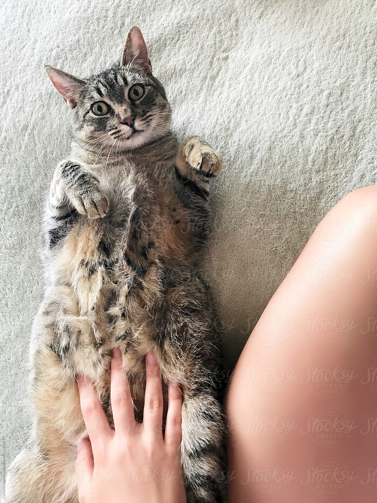 Funny tabby cat on her back being rubbed on her belly