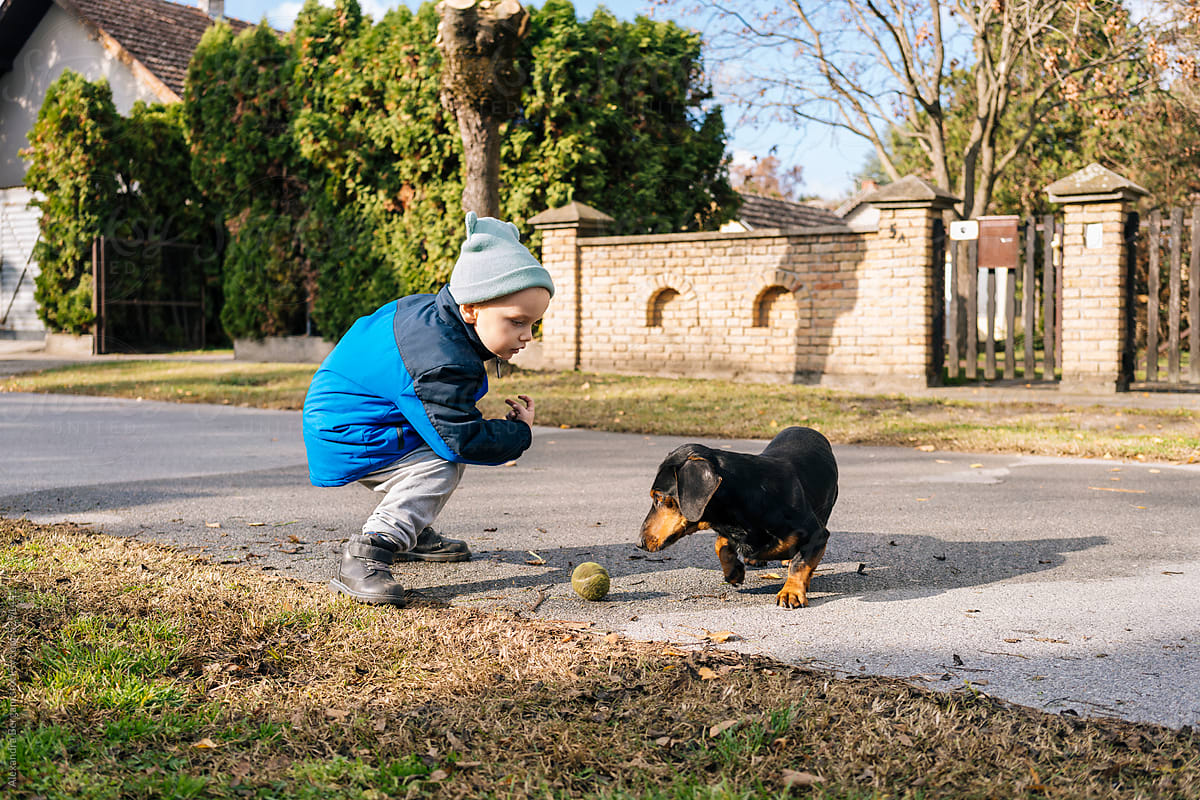 Child and dog play with tennis ball on the street