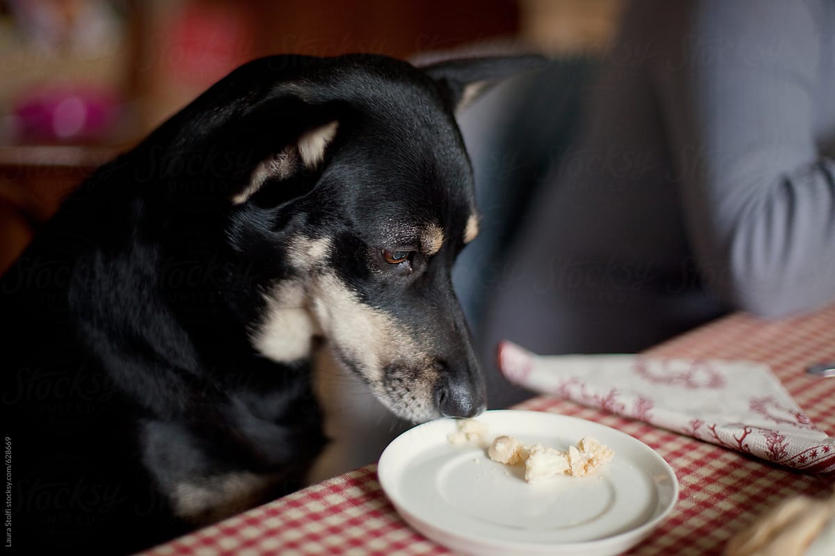 Dog eating at table from dish reserved to her