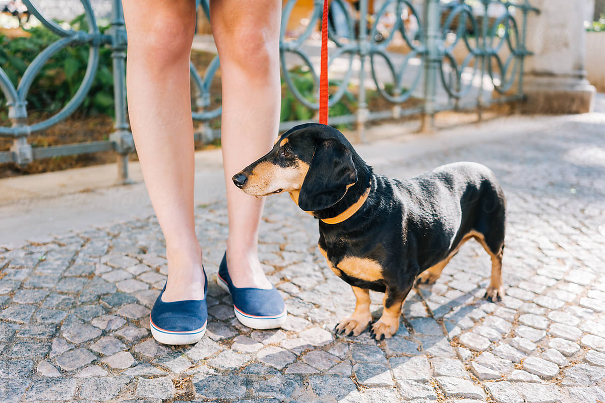 Dachshund standing next to female legs in the street