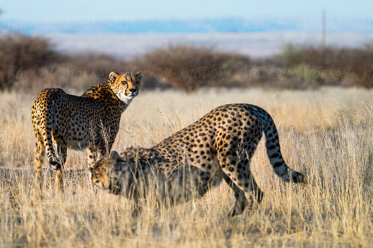 Couple of beautiful Cheetah Looking For A Prey In The African Savanna